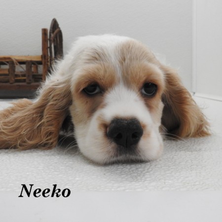 puppy, for, sale, Cocker Spaniel, Joe & Cherri  Overlease, dog, breeder, Miller, MO, dog-breeder, puppy-for-sale, forsale, nearby, find, puppyfind, locator, puppylocator, aca